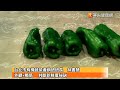 青椒高維生素C！觸感結實尚青