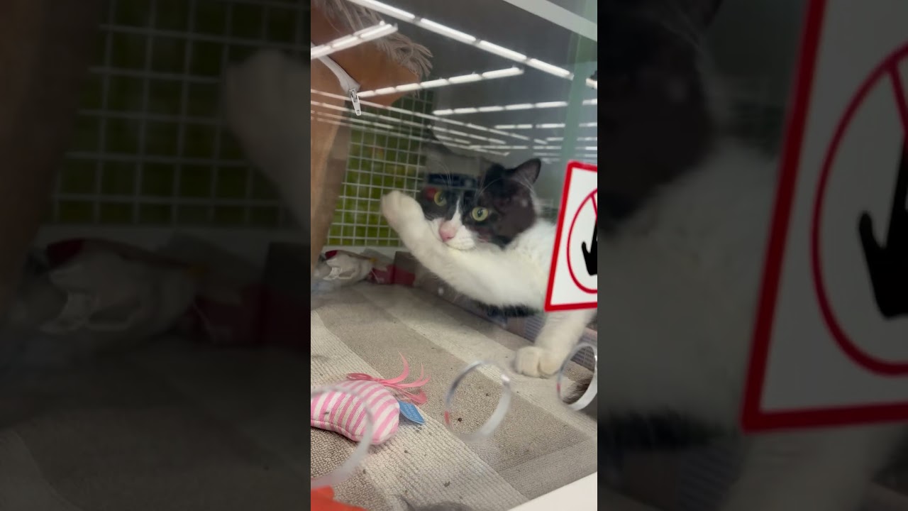 Charlie, an adopted Tuxedo in Los Angeles, CA video 6/6