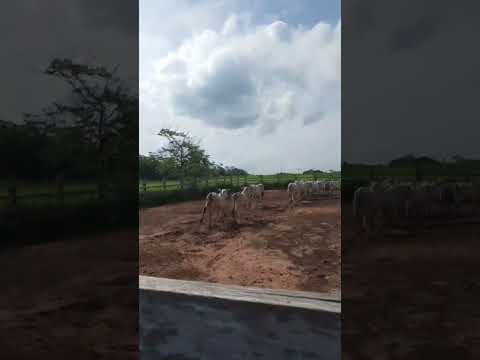 entrega de proyecto de ganado filadelfia pando