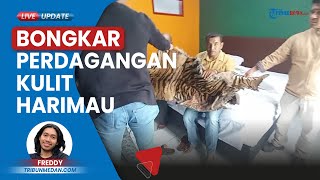 Abang-Adik Jual Beli Harimau dan Sisik Trenggiling, Pelaku Diringkus Polisi seusai Bongkar Sindikat
