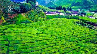CAMERON HIGHLANDS MALAYSIA.