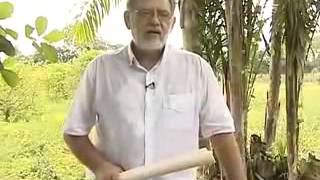 Programa Sementes  - Pupunha - Embrapa Amazônia Oriental