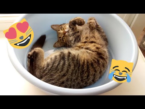 ???? Funniest Cats and Dogs Videos ???????? || ???????? Hilarious Animal Compilation №348