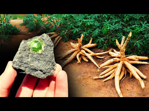 That’s How Expert Prospectors Use These 5 Plants and Ant Trails to Find Diamonds and Sapphires