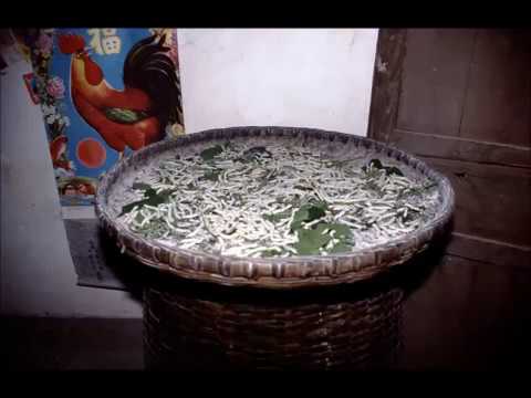 Seidenraupenzucht China