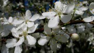 Kumar Sanu-  raja raja yeshu deva (  www.anilsoby.page.tl  )