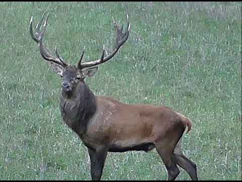 Hirschbrunft 2023 - Kapitale Hirsche legen Pause ein ...