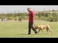 How To Stop Dogs From Mounting Other Dogs Dog Behavior Training
