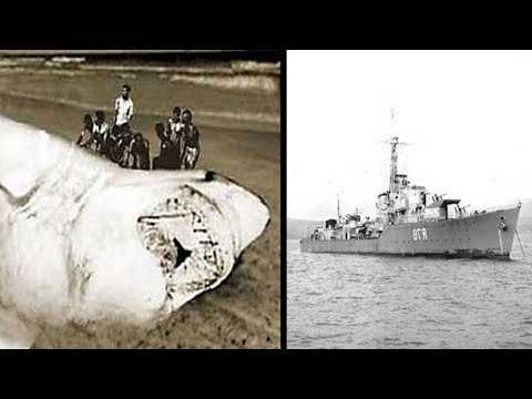 Hat die südafrikanische Marine einen riesigen Megalodon entdeckt?