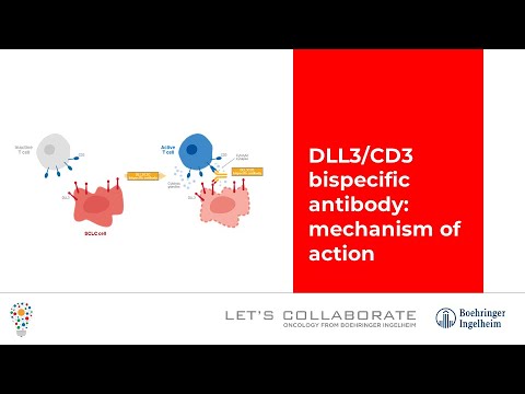 DLL3/CD3 bispecific antibody: mechanism of action