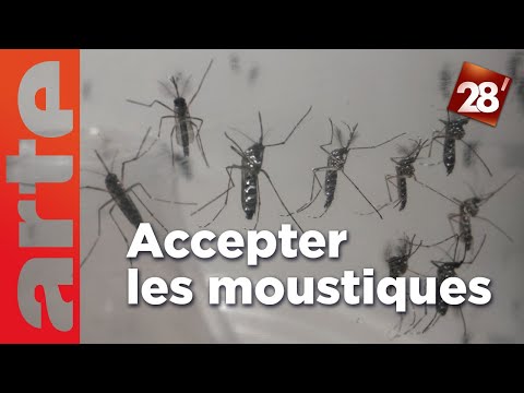 Intéressant : Comment rendre les moustiques plus acceptables ? | 28 minutes | ARTE