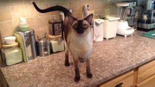 Chat with a Talkative Siamese