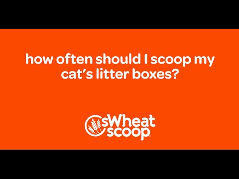 how often should I scoop my cat’s litter boxes?