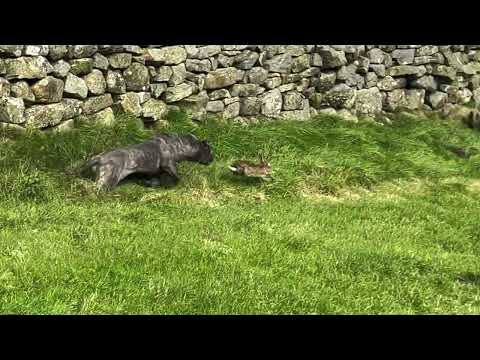 Cane corso hunting and catching rabbit