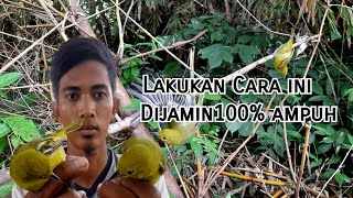 Download lagu Trik ampuh pikat burung sirtu/cipoh di jamin 100% langsung poin mp3