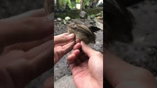 Download lagu Let go of the merbah bird because it's almost here #shorts mp3 Download lagu Let go of the merbah bird because it's almost here #shorts mp3