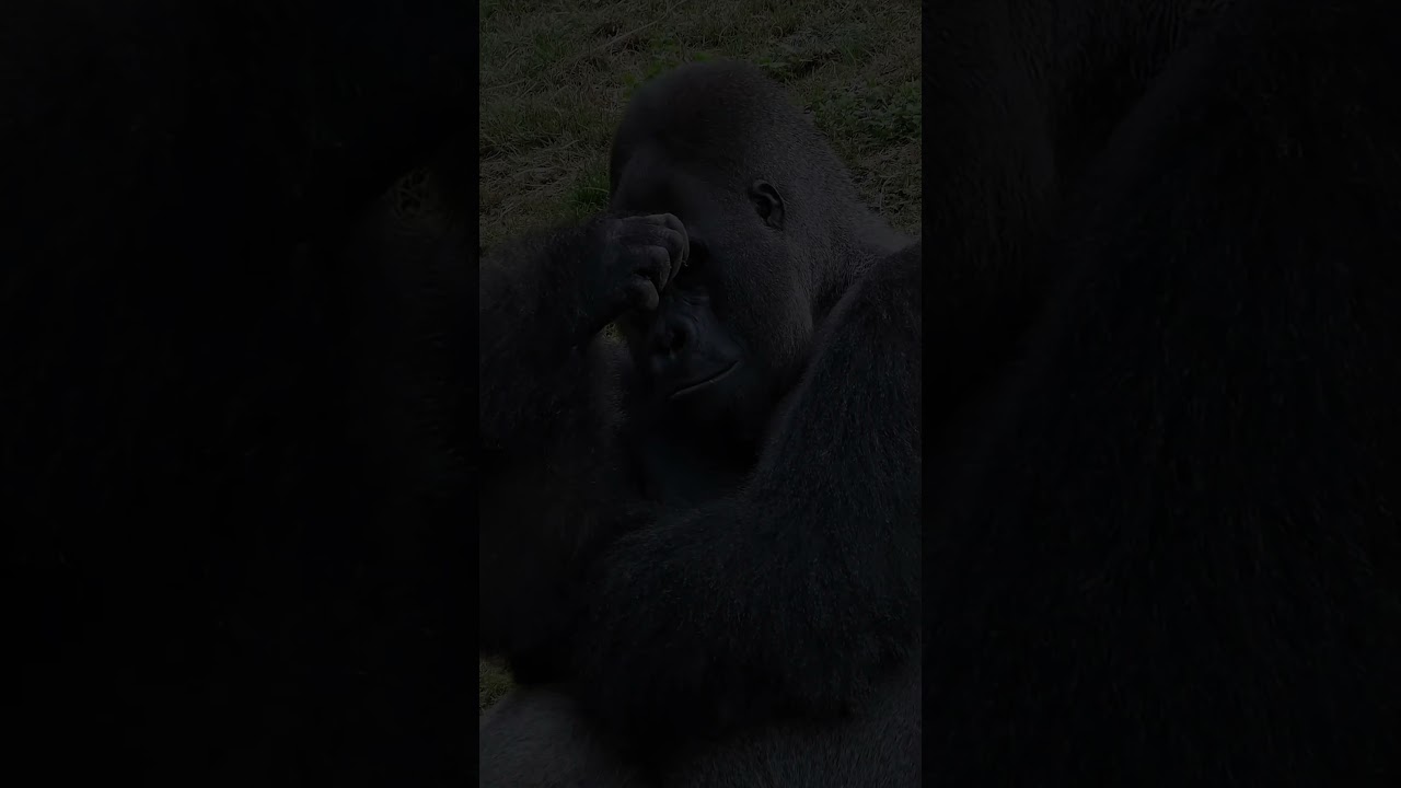 pov.gaji belum masuk #pov #humor #humormemes #humorviral #shortvideo #shorts #shortsvideo #fyp #fy