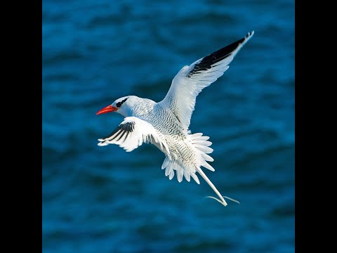 red-billed tropicbird / awosome acrobatics and manauver