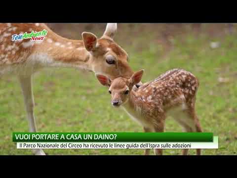 Vuoi portare a casa un daino?