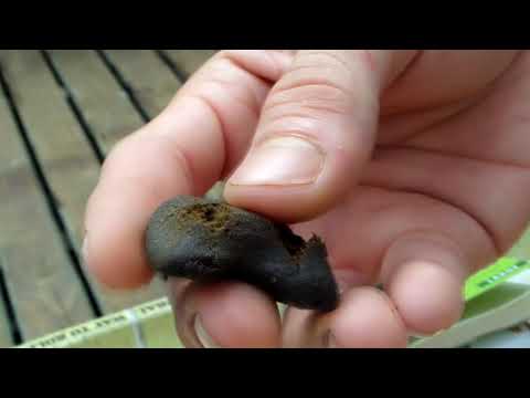 Dirtyirie & Tommy Martini - Dedo de Ouro