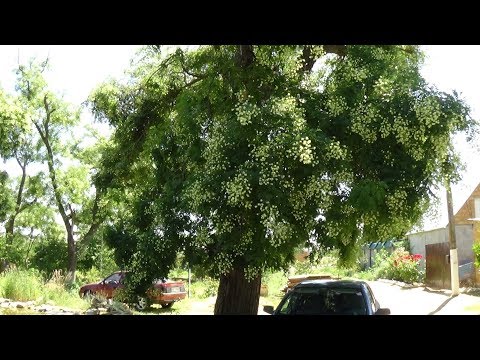 Какой он взяток с сафоры ???