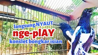 Download lagu SUARA BURUNG Kacer gacor untuk PANCINGAN KACER agar EMOSI dan nge-play mp3
