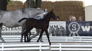 Video koně Conthinero