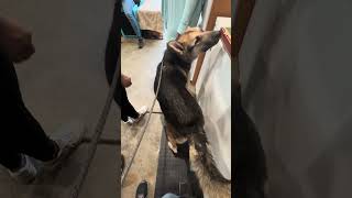 Video preview image #1 German Shepherd Dog Puppy For Sale in Cupertino, CA, USA