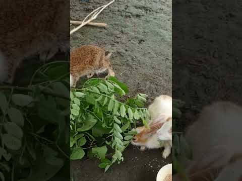 , title : 'How do rabbits eat food? | Feeding the rabbits | #cuterabbit #animals #video #pets #butiful'