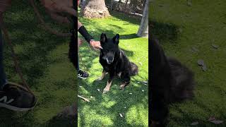 Video preview image #1 German Shepherd Dog Puppy For Sale in Pasadena, CA, USA