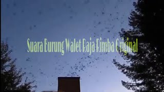 Download lagu Suara Walet Raja Rimba Original mp3 Download lagu Suara Walet Raja Rimba Original mp3