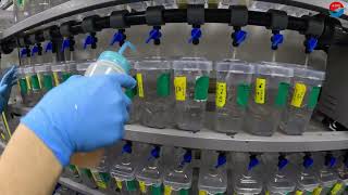 Zebrafish 알테미아 주기