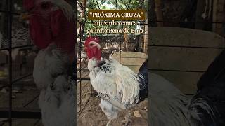 Frango POLACO com Galinha Pena de Ema