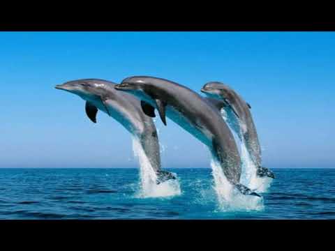 Alexander Tarasov ♫ Summer ♫ ♪