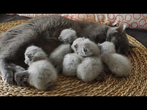 Kitten Meowing after Mom's Milk, British Shorthair - 4K footage