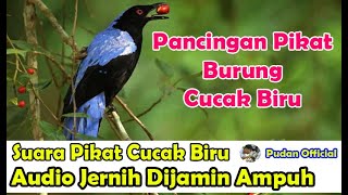 Download lagu SUARA PIKAT - PANCINGAN SUARA PIKAT BURUNG CUCAK BIRU SUARA JERNIH DIJAMIN PALING AMPUH mp3 Download lagu SUARA PIKAT - PANCINGAN SUARA PIKAT BURUNG CUCAK BIRU SUARA JERNIH DIJAMIN PALING AMPUH mp3