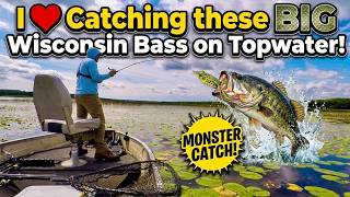 I LOVE Catching these BIG Wisconsin Bass on Topwater!