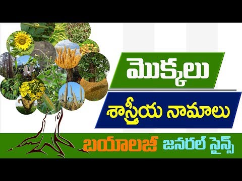 #Scientific names of plants :జనరల్ సైన్స్ బయాలజీ :General science in telugu : biology bits
