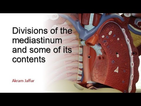 Divisions Of The Mediastinum And Some Of Its Contents