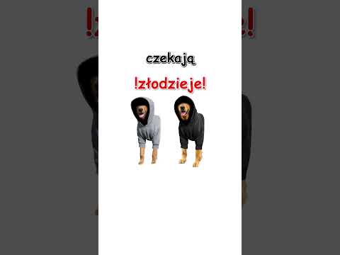 Jak wygląda praca kuriera? Wyjaśnia piesek 🐶