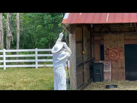 First Hand Look Exterminating a Bald-Faced Hornets Nest in Sea Girt, NJ