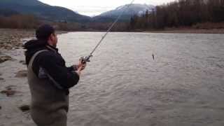 preview picture of video 'Fishing video - Chum Salmon Squamish River BC'
