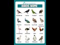 Birds Name English Vocabulary Birds Shortsfeed Rmlearning
