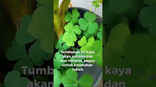Download lagu DAUN SEMANGGI 😀 #lalapansayuran #daunenak #pecel #hidupdidesa mp3 Download lagu DAUN SEMANGGI 😀 #lalapansayuran #daunenak #pecel #hidupdidesa mp3