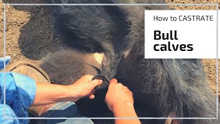 HOW TO CASTRATE A BULL CALF