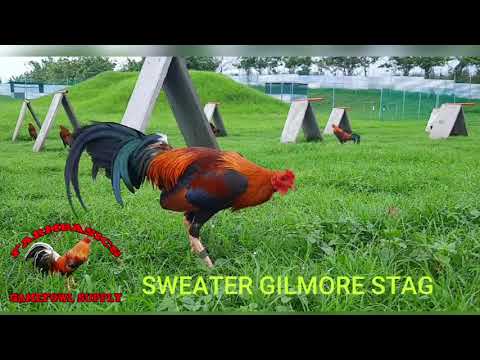 SWEATER GILMORE STAG