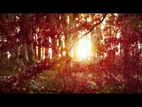 Grup Mesia - Numai langa Tine