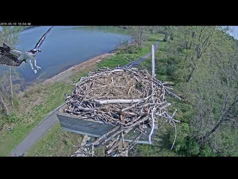 Ophelia, I think, chases intruder from nest and tried calming 5/19 100253 20190519 100559