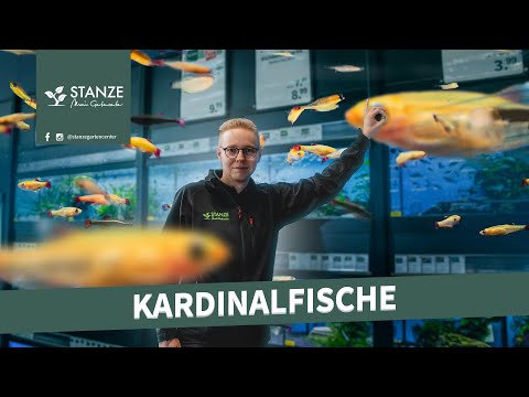Kardinalfische im Aquarium | Die Klassiker unter den Fischen