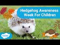 Hedgehog Awareness Week 2023 For Children | How To Help Hedgehogs